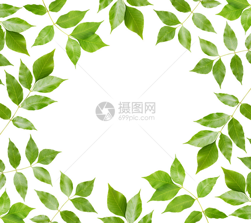 在白色背景上孤立的绿色叶子图片