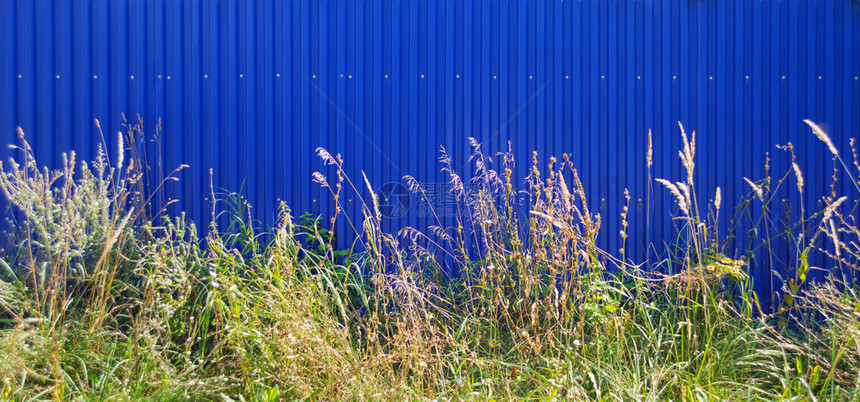 蓝栅栏背景的野草有文字空间图片