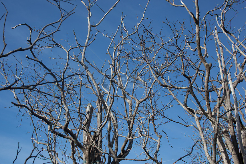蓝天下的枯树枝图片