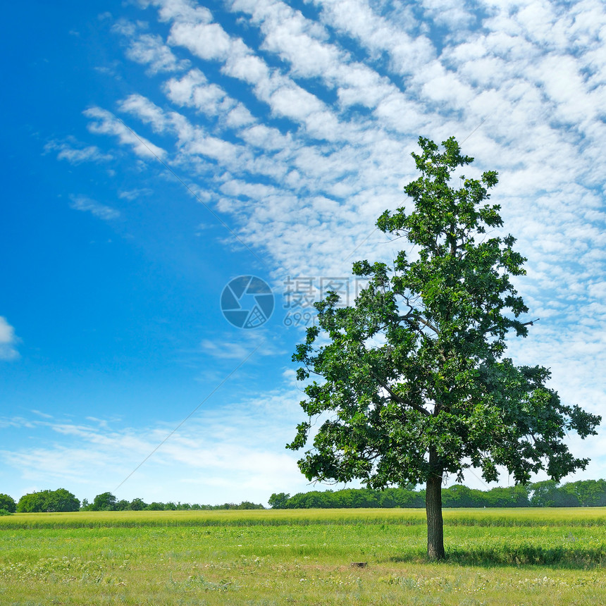 绿草地和天空的橡树上有光云图片