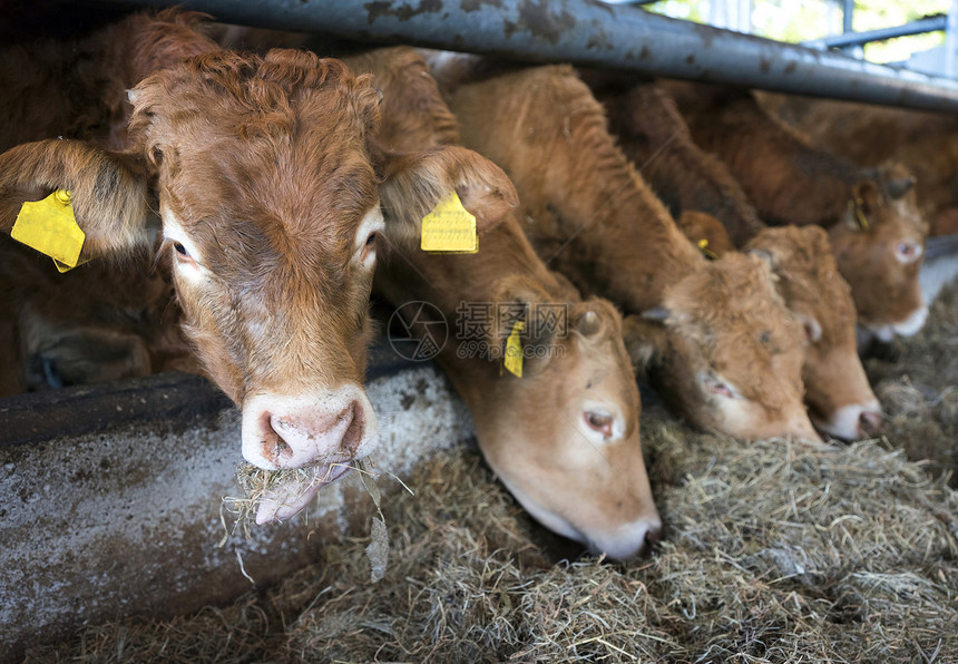 利木赞小牛在荷兰乌得勒支附近的有机农场的开放式谷仓里觅食图片