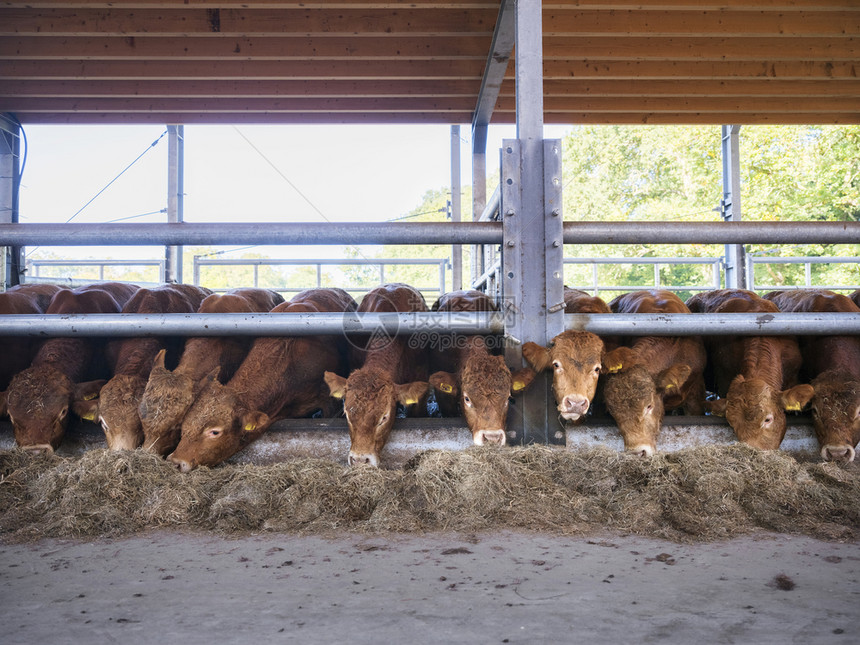 牛群中年轻的豪华轿车在露天谷仓里进食在乌特勒支附近的内地有机农场的图片