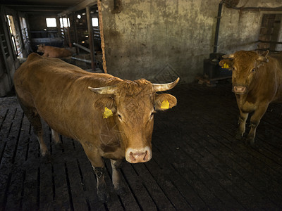在乌勒支附近无地带有机农场的谷仓内养牛图片