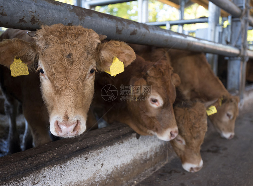四辆豪华轿车小腿等待食物在露天谷仓里等待食物在乌特勒支附近的内地有机农场图片