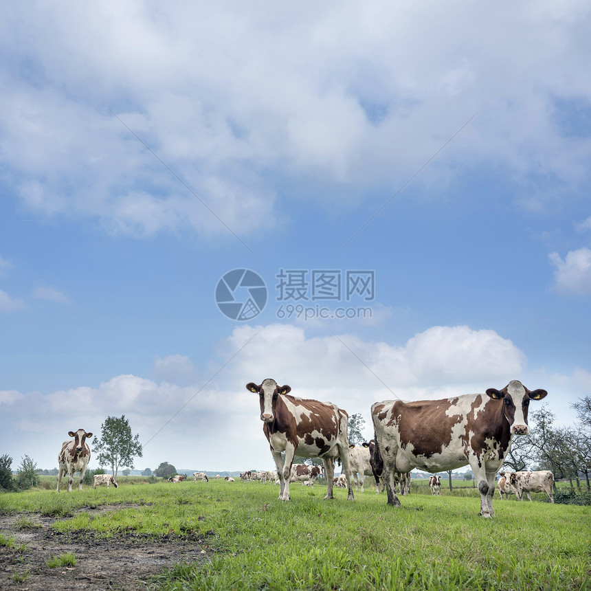 在青草地上伫立的奶牛图片