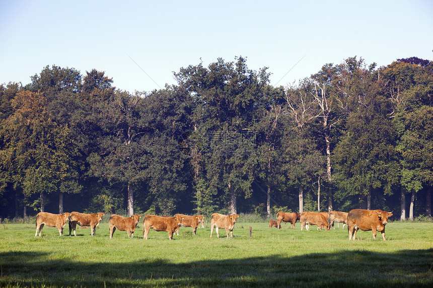 在Holand的门边附近森林聚集了豪华轿车牛群图片