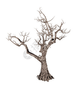 白背景上隔绝的死树3D翻接背景图片