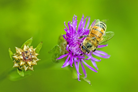 紫花上的蜜蜂图片