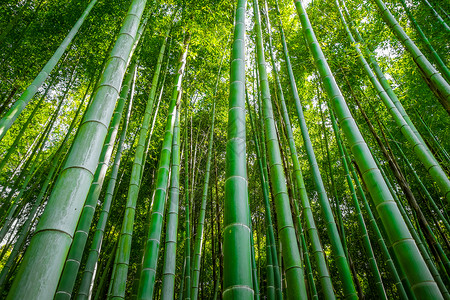 荒山竹林在佐加诺京都日本荒山竹林京都日本图片