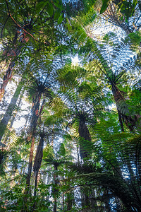 在whakre红木林rokua新西兰大型sequia红木林新西兰图片
