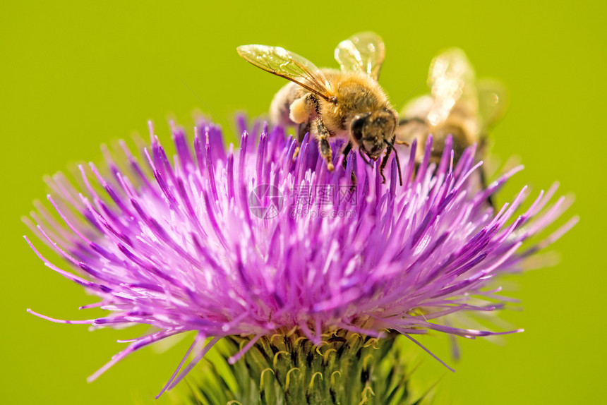 花朵上的蜜蜂图片