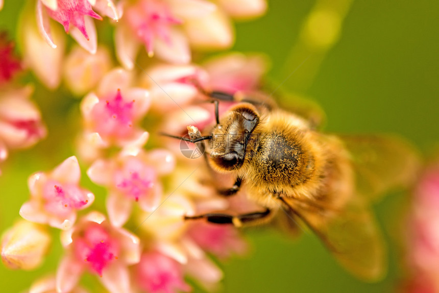 蜜蜂在活生的花朵上图片