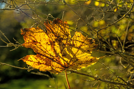后光以秋色显示的淡绿叶背景图片