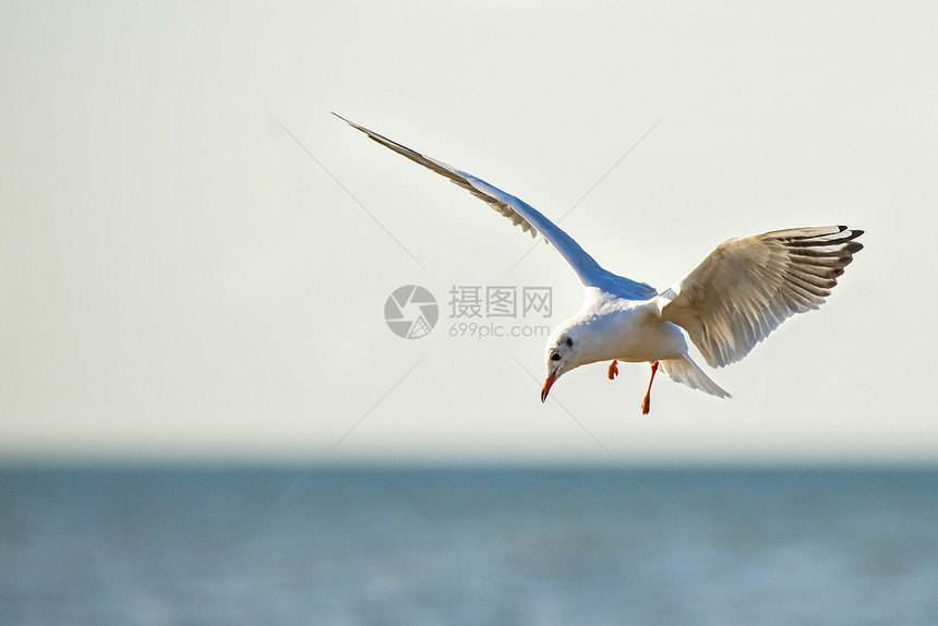 黑头的海鸥飞越平深处图片