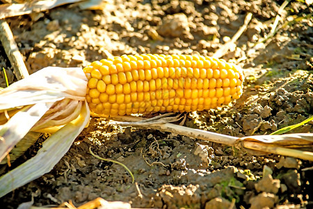 田地上的玉米图片