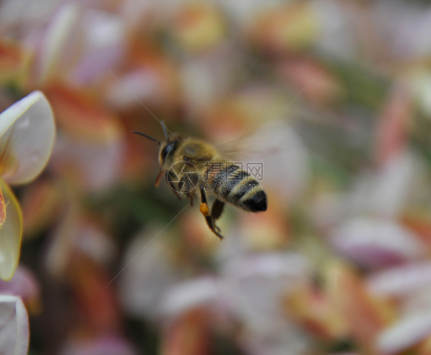 苏格兰扫帚时飞的蜜蜂图片