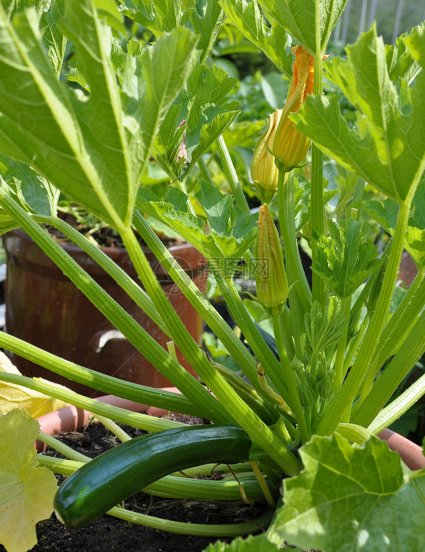 优质蛋白和矿物质，新鲜水果和蔬菜图片