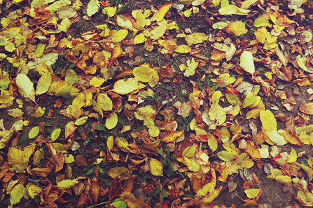 地上的黄色落叶图片