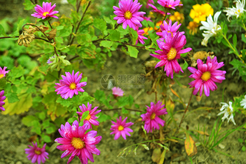 紫花在地上图片