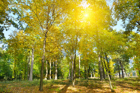 秋天森林黄叶和太阳落山图片