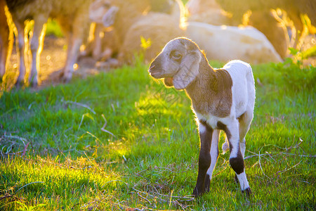 农场的可爱羊羔图片