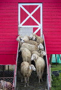 巴什拜羊绵羊群站在棚入口处背景