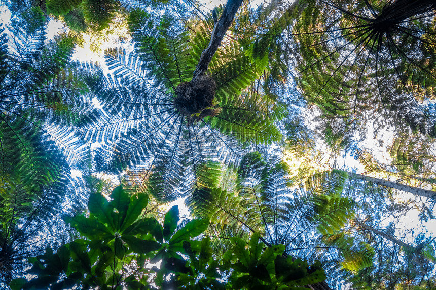 在whakre红木林轮骨新西兰在红木林新西兰图片
