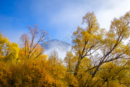 新西兰山上的黄树林图片