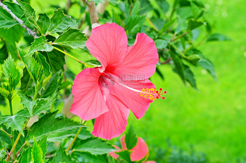 在热带花园里绿色背景的红花朵图片