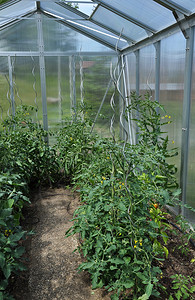 绿屋中的青番茄植物，超强矿物质背景图片