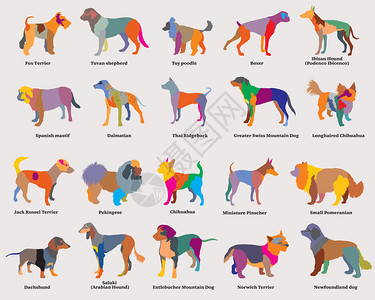 波萨达灰色背景上不同品种的狗双影带第4部分插画