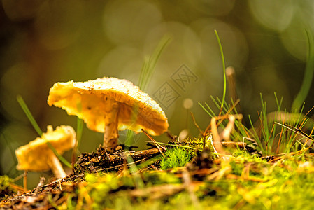 在森林中的蘑菇后光照亮背景图片