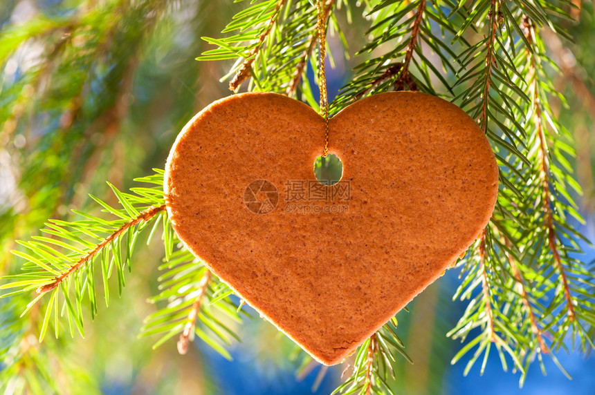 甜的姜汁饼干以心脏的形状挂在森林的firs上图片