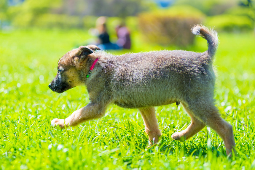 活跃的小狗在阳光明媚的一天在绿草上跑来去图片