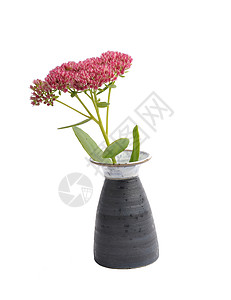 白色背景的花瓶中orpine图片