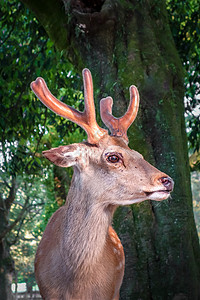 Japnr公园森林的sikader高清图片