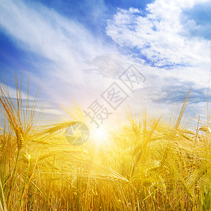 小麦田和蓝天的日出图片