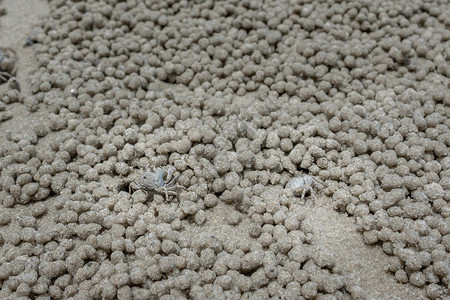士兵螃蟹为沙滩上的食物做球图片