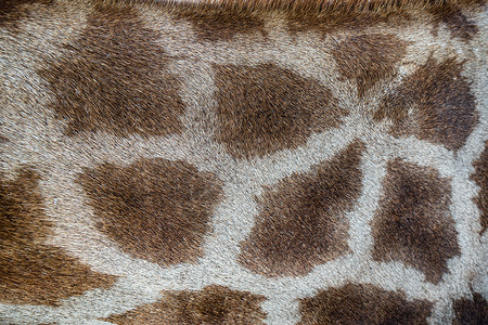 长颈鹿图案纹理皮肤背景图片