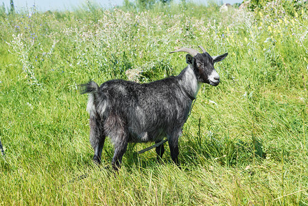 夏日在草地上放牧的黑角山羊图片