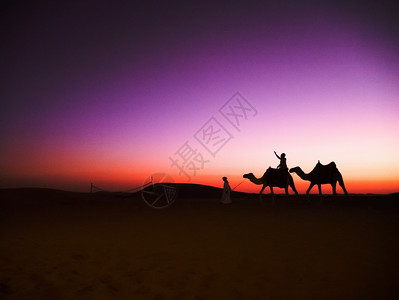 日落的骆驼骑在阿布杜比沙漠图片