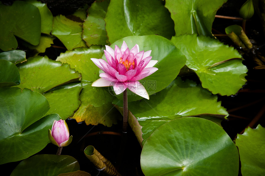 盛开的粉红星水百合图片