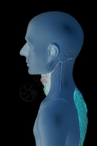 人体解剖模型背景图片