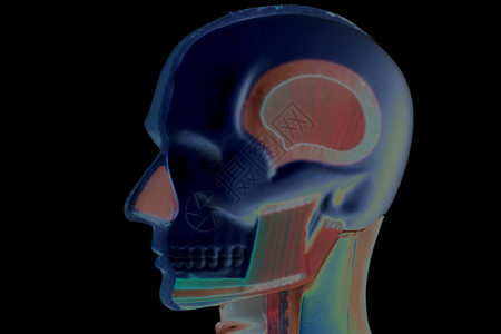 黑色的人体头部解剖模型图片