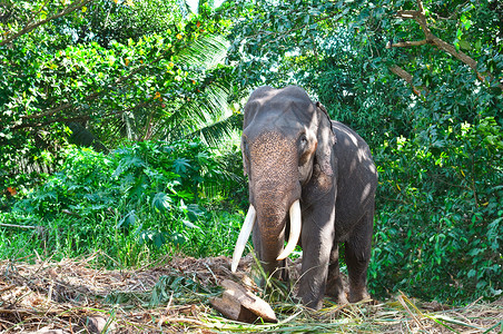 在斯里兰卡野外的大象图片