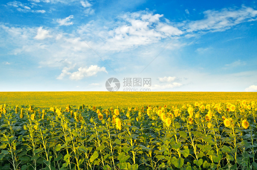 田野里有开阔的向日葵和阴云天空农业景观图片