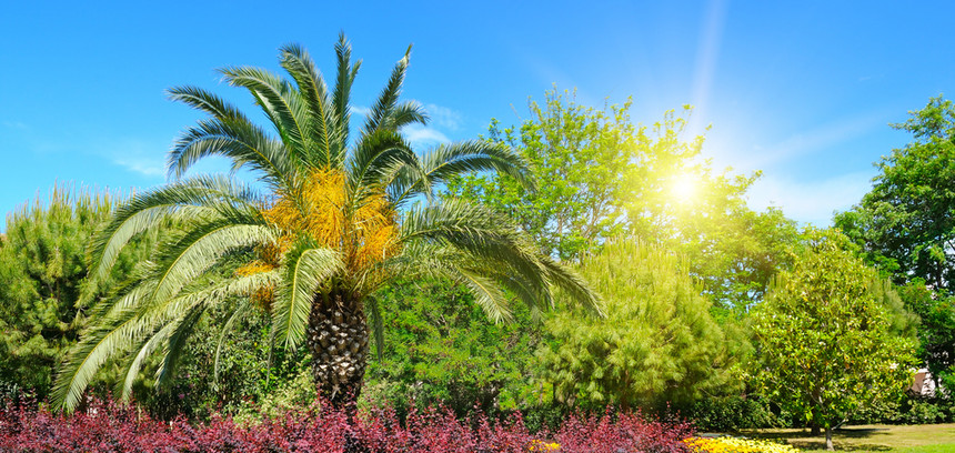 夏季公园有热带棕榈树花床和太阳图片