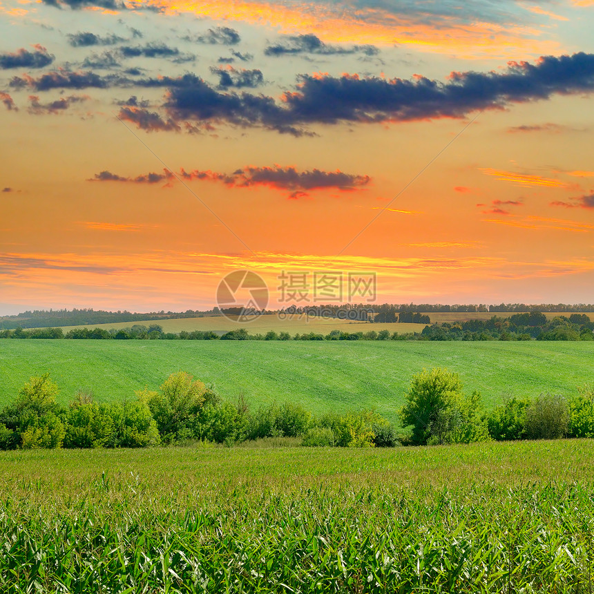 农业地貌玉米田和太阳在蓝天升起图片