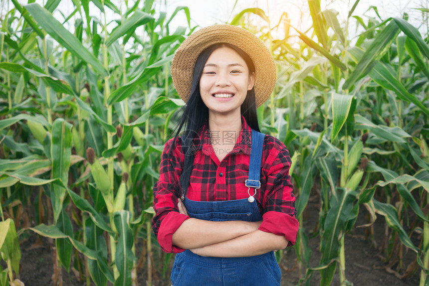 在玉米田里的妇女图片