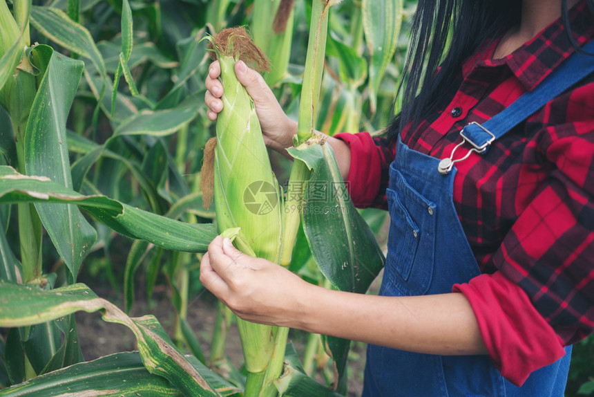 在玉米田里的妇女图片